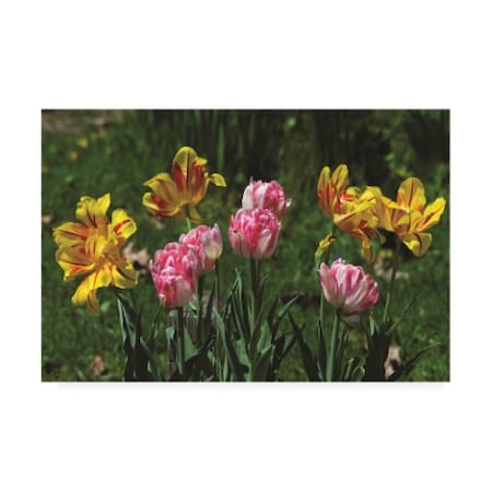 Kurt Shaffer Photographs 'Uncommon Pink And Yellow Tulips' Canvas Art,16x24